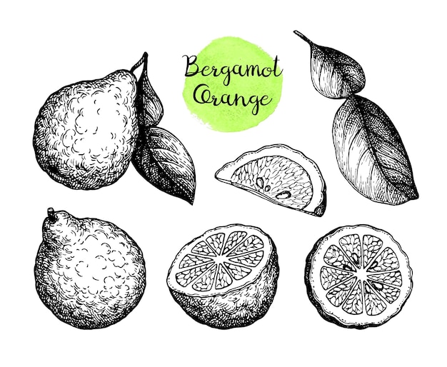ベルガモットオレンジセット。果物、スライス、葉。手描きのインクスケッチ。