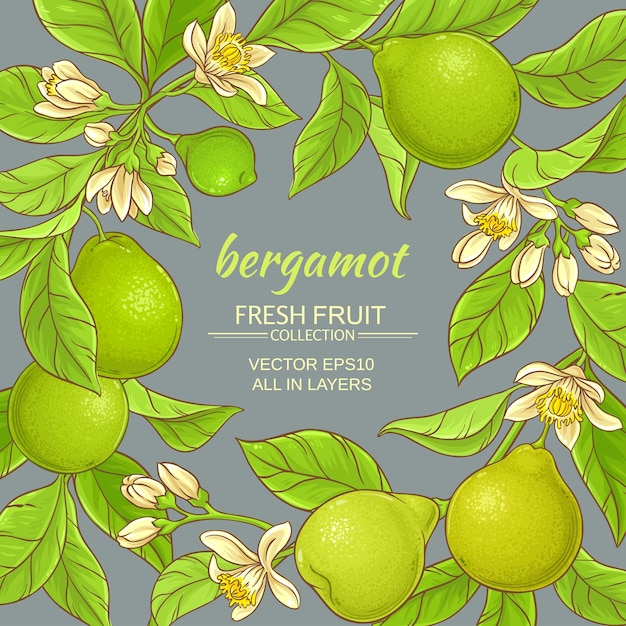 Bergamot vector frame