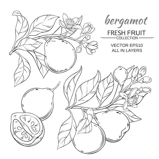 Bergamot vector set