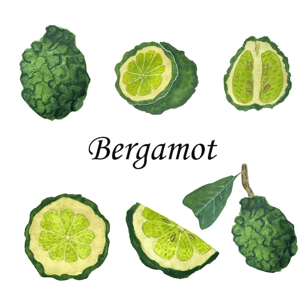 Bergamot with leaves watercolor illustration Set of hand drawn watercolor bergamots