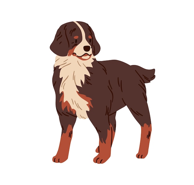 bernese mountain dog swiss canine breed guard and cattle doggy shepherd animal berner sennenhund farm working puppy standing flat graphic vector illustration isolated on white background