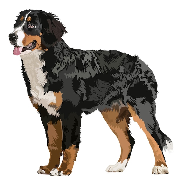 Vettore illustrazione vettoriale del cane di montagna bernese isolata su sfondo trasparente