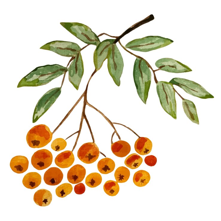 Vector berries on a branch rowan watercolor vector illustration