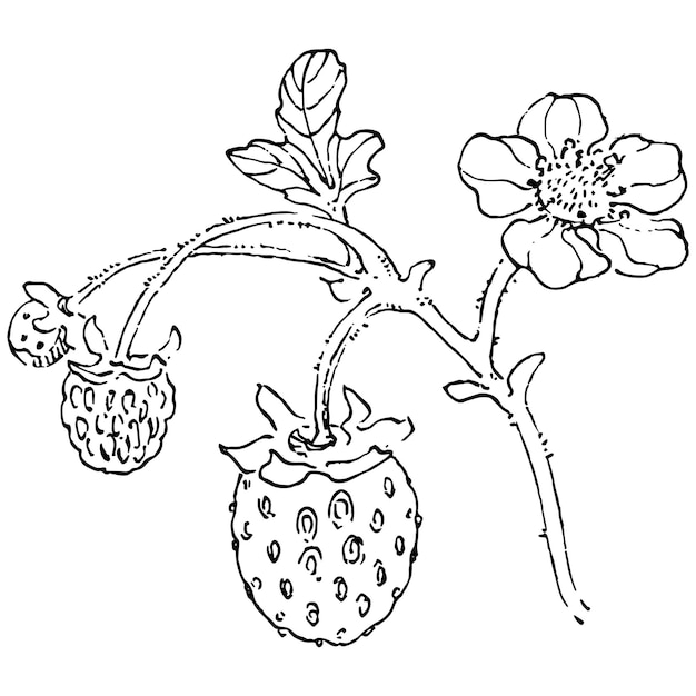 Berries by hand drawing. Strawberry