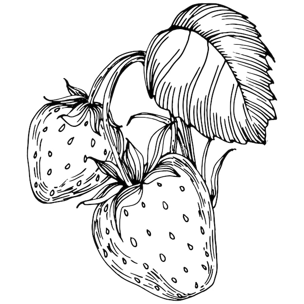 Vector berries by hand drawing. strawberry