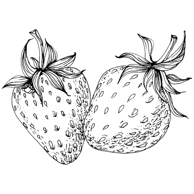 Strawberry Sketch