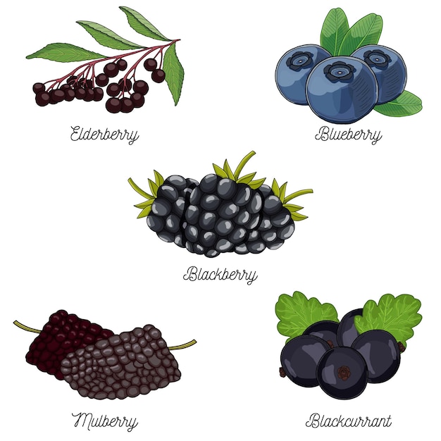Vector berries fruit collection elderberry blueberry blackberry mulberry and blackcurrant set