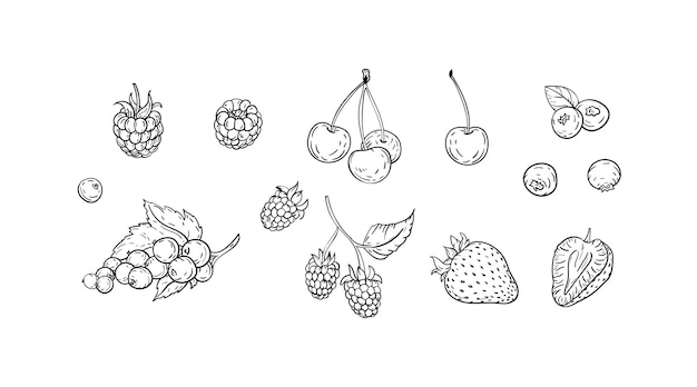 Vector berries_line_illustrations