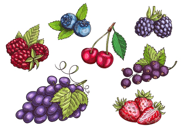 Set di bacche. schizzo a matita di colore disegnato a mano. vector fragola, mora, mirtillo, ciliegia, lampone, ribes nero, acini d'uva con foglie