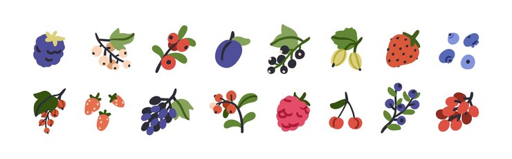 Vector berries set strawberry blackberry black and red currant blueberry bilberry raspberry cherry grape branch plum gooseberry fruits flat vector illustration isolated on white background