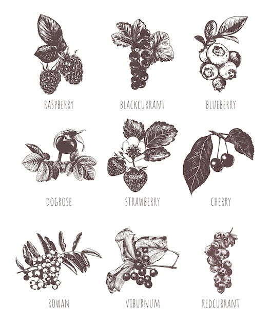 Berries sketch hand drawing collection of berries vector illustration set berries raspberry strawberry currant wild rose cranberry cherry blueberry dogrose rowan viburnum