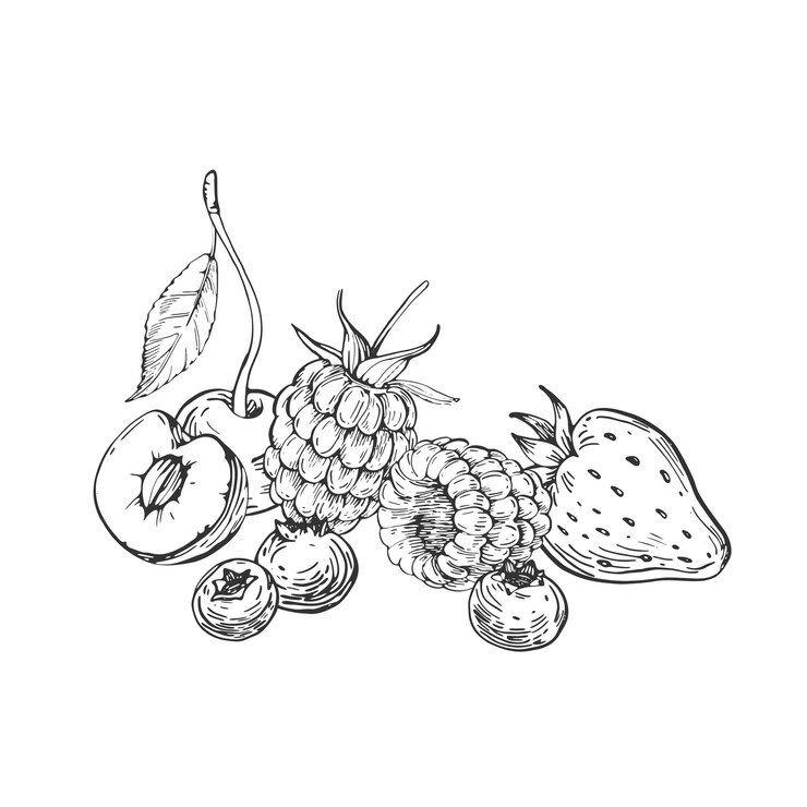 Vector berries vector black and white illustrations hand drawn with ink
