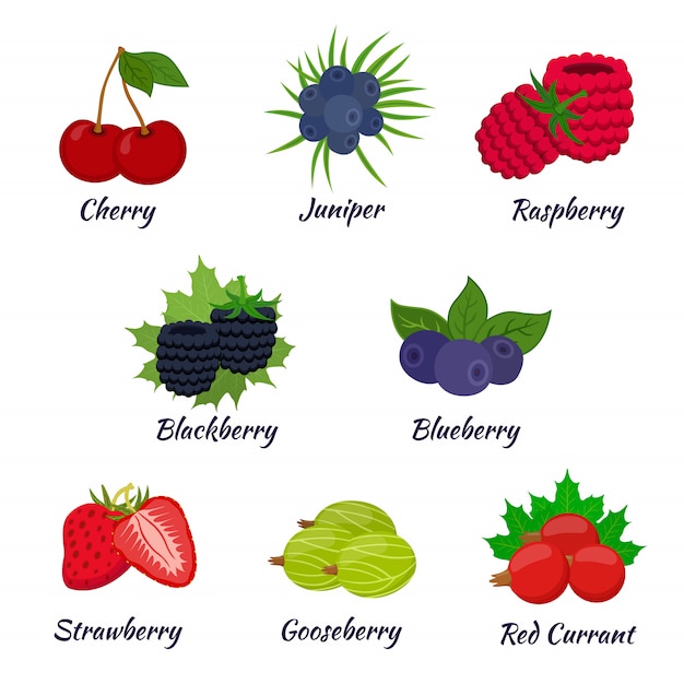 Vector berries