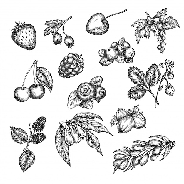 Vector berry hand drawn set.