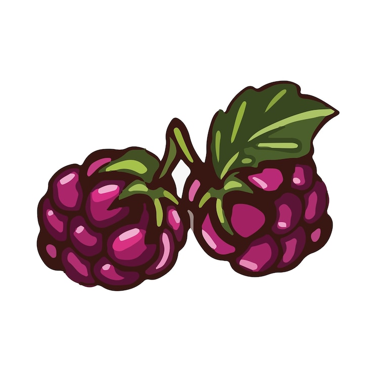 Vector berry purple blackberry vector illustration cartoon style