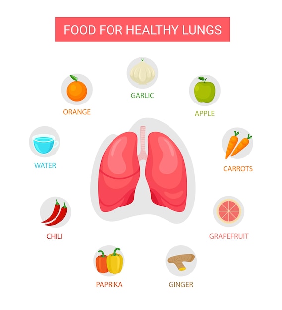 Vettore il miglior cibo per la salute polmoni, illustrazione di cibo salutare, nutrizione, concetto di infografica nutrizionale