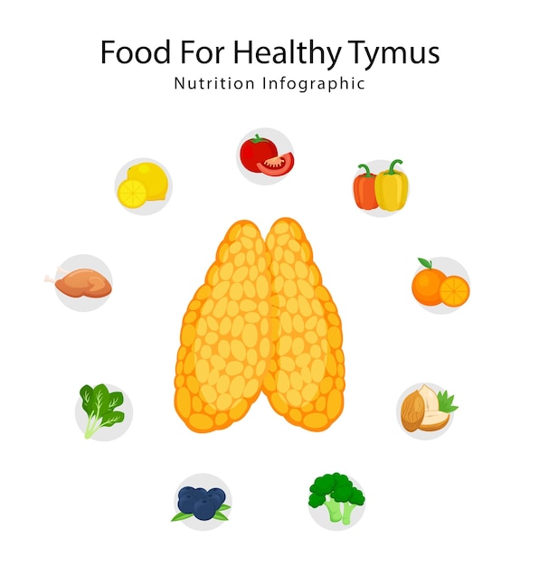 Beste voeding voor gezondheid thymus voeding, gezondheid van voedsel illustratie, voeding infographic concept