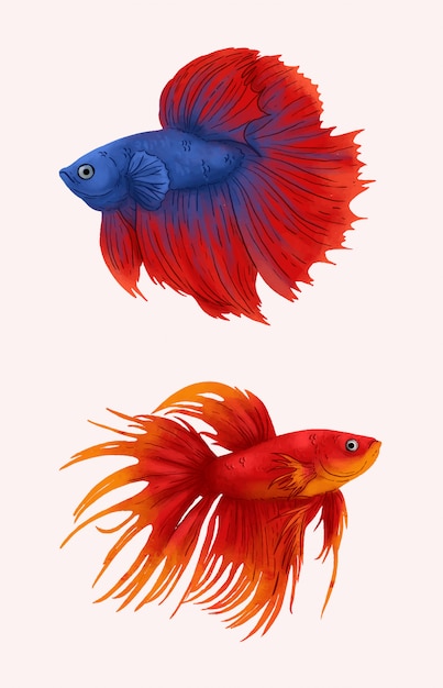 ベタの魚のイラスト。赤と青のベータフィッシュ。