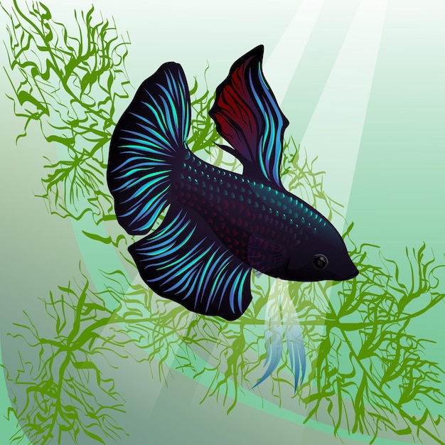 Betta pesce nell'acqua