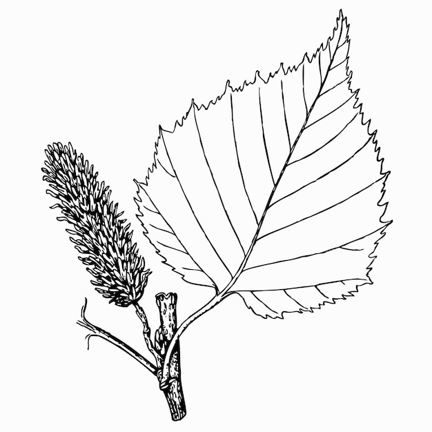 Vector betula ulmifolia