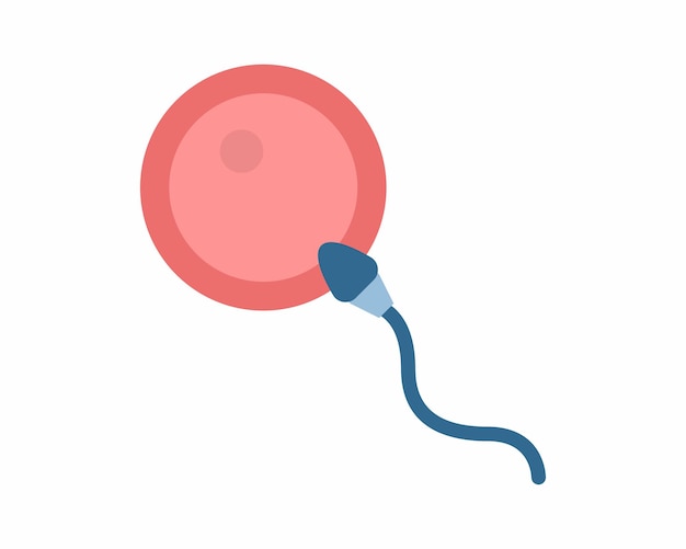 Bevruchting concept. vrouwelijke en mannelijke eicel icoon. menselijk seksueel voortplantingssysteem