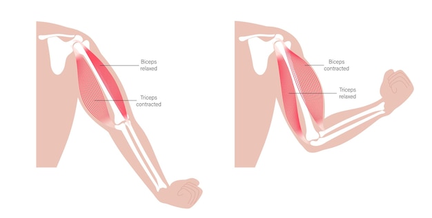 Vettore anatomia del bicipite e del tricipite