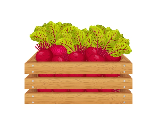 Bieten houten kist met bieten rijpe bieten in een houten kist verse groenten biologisch