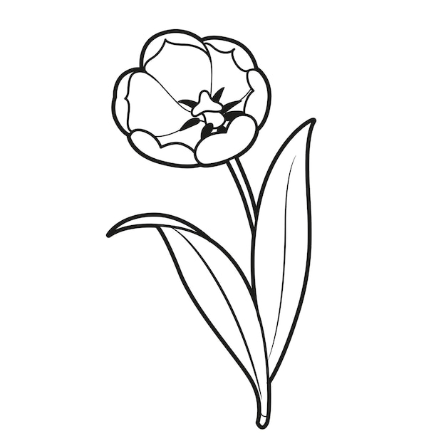 Большой цветущий цветок тюльпана раскраска линейный рисунок на белом фоне
