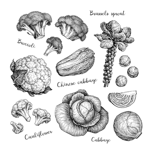 양배추의 큰 컬렉션입니다. 빈티지 스타일 잉크 드로잉입니다.