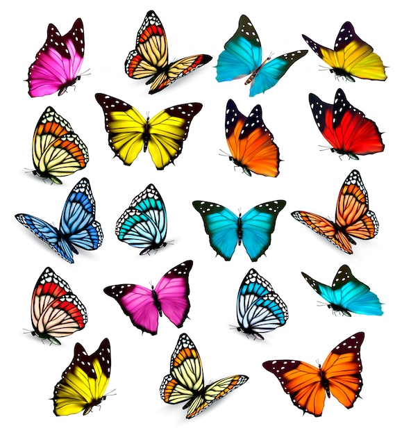 Big collection of colorful butterflies. vector