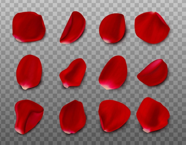 Big collection of realistic rose petals isolated