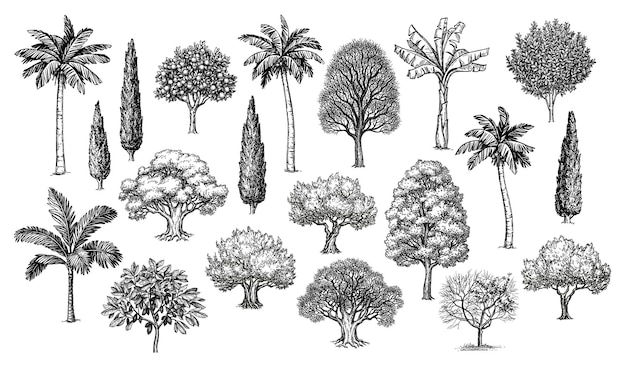 Vector big collection of trees. vintage style ink drawings.