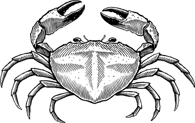 Vector big crab