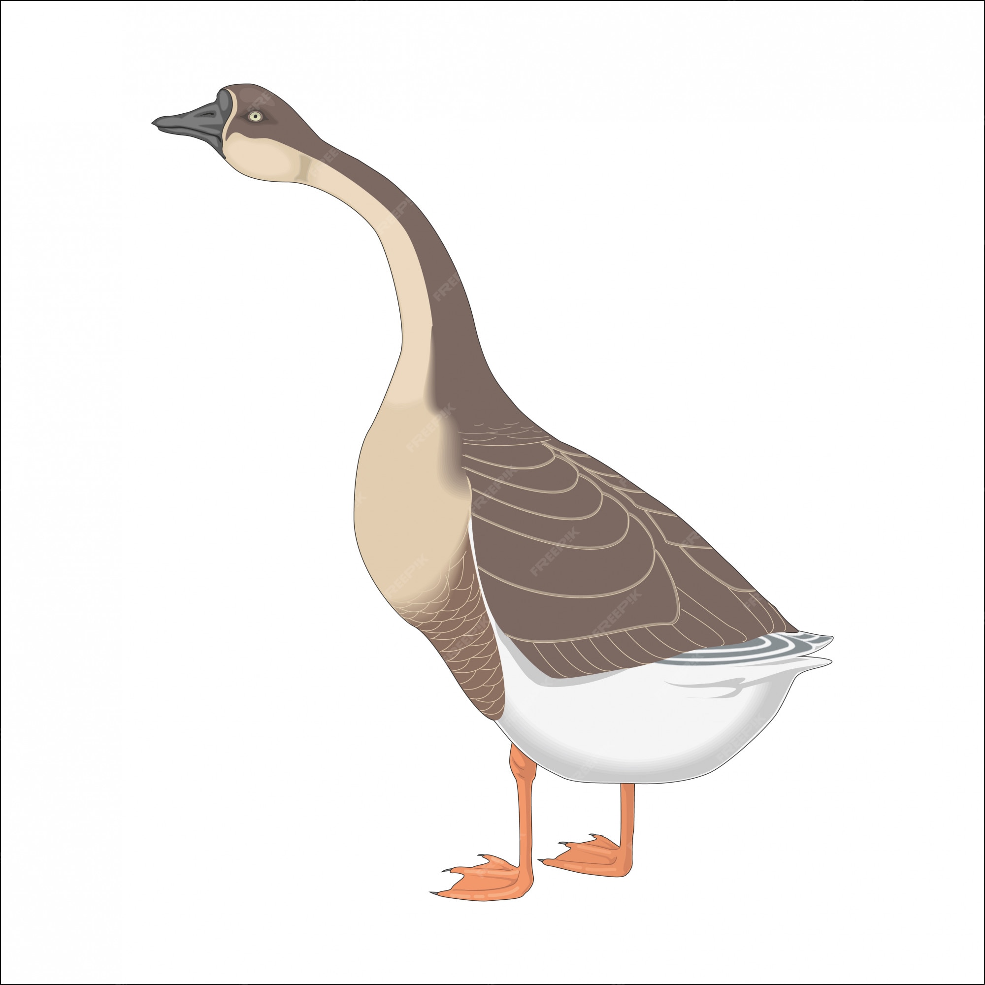 Premium Vector | Big domestic goose