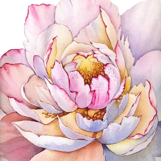 Big flower peony watercolor watercolour poster print painting flower botanical botanic art room