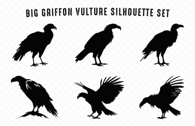 Big Griffon Vulture Silhouette Vector Bundle Flying Vulture Beak black silhouettes Set
