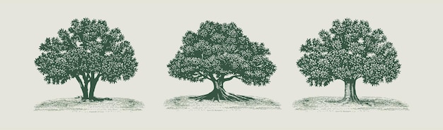 Vector big hand drawn tree vector illustration, a large oak tree, hand drawn then turned into a vector.