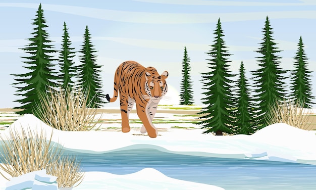 Большой одинокий тигр у реки зимой Ели и сухая трава Животные Азии