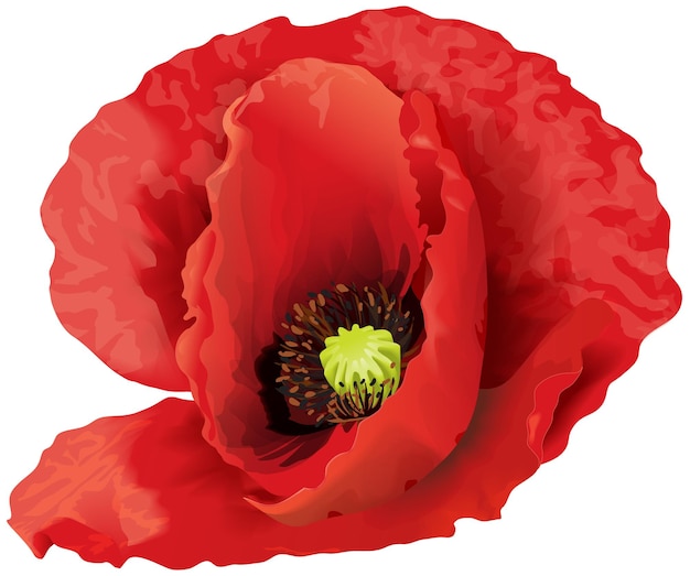 Vector big red poppy flower