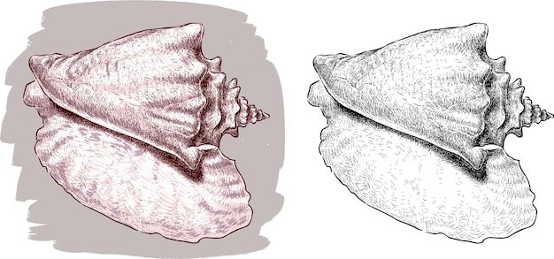 big seashell