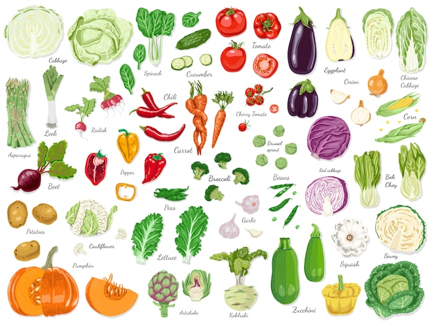 Vector big set of colored vegetables