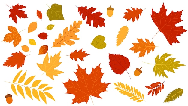 Vector big set of cute leaves from different kind of trees isolated set of colorful autumn leaf oak maple