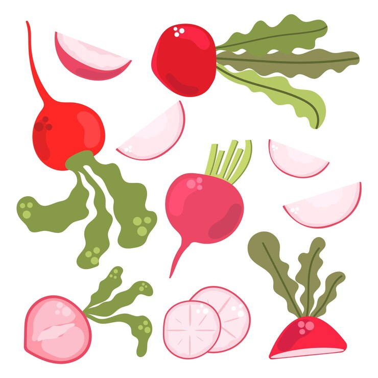 Vector 手描き大根フラットイラストの大きなセット