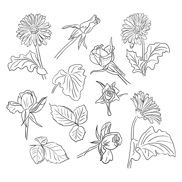 Vector big set of hand drawn sketch flowers