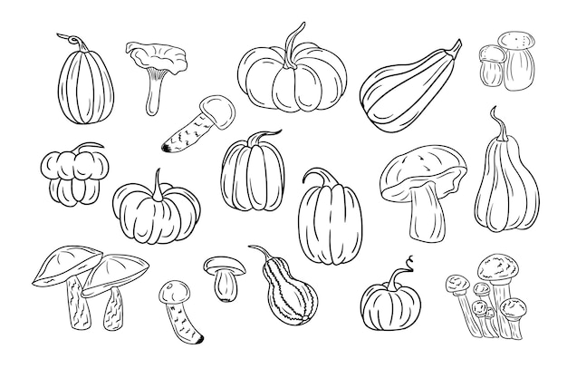 Vector big set of hand drawn sketch squashes and fungus autumn doodle design black sketch elements