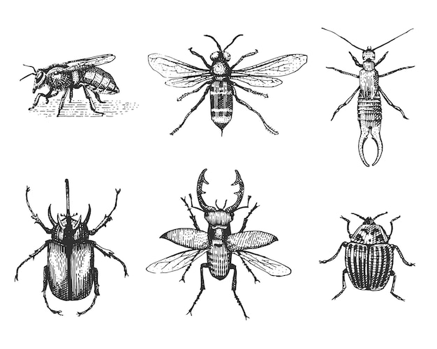 Grande set di insetti insetti coleotteri e api molte specie in stile vintage vecchio disegnato a mano incisa illustrazione xilografia