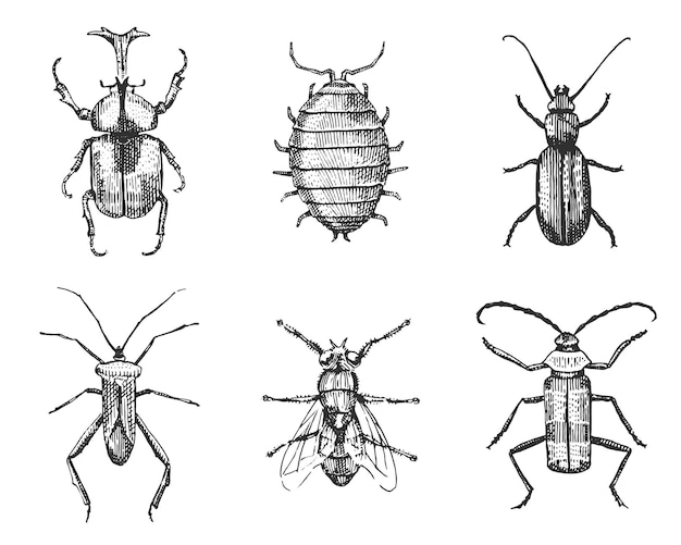 Grande set di insetti insetti coleotteri e api molte specie in stile vintage vecchio disegnato a mano incisa illustrazione xilografia