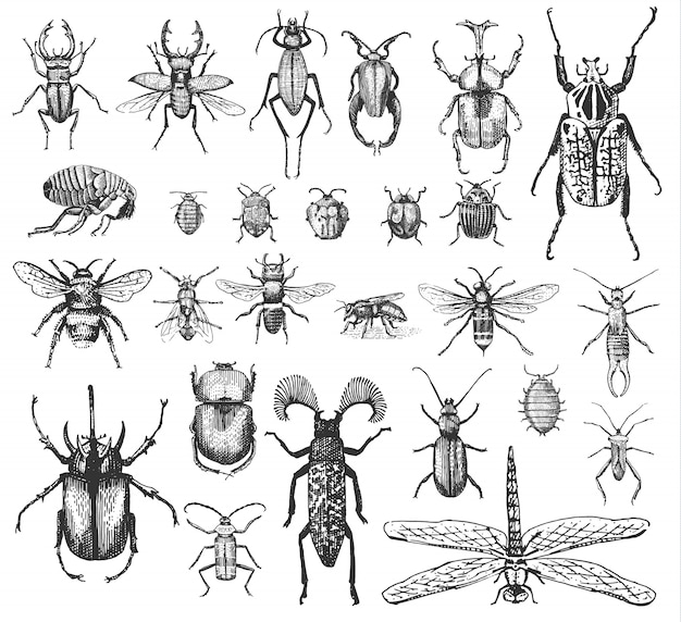 big set of insects bugs beetles and bees many species in vintage old hand drawn style engraved illustration woodcut.
