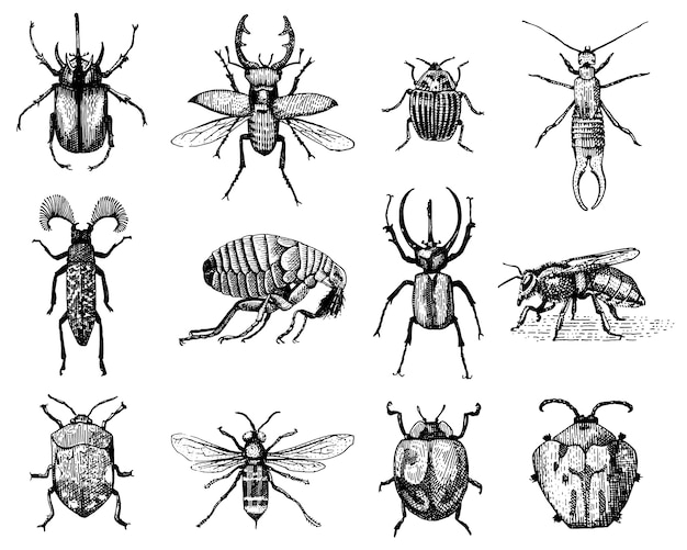 Grande set di insetti insetti coleotteri e api molte specie in stile vintage vecchio disegnato a mano incisa illustrazione xilografia