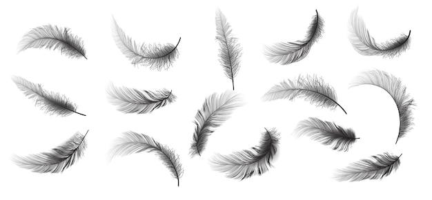 Большой набор черных реалистичных различных пушистых закрученных падающих перьев, изолированных на белом фоне.